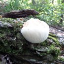 오리궁뎅이 이미지