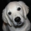 마이펫동물약국 이미지