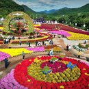 인제가을꽃축제 기간: 2025년 9월 27일(토) ~ 10월 19일(일) 장소: 강원특별자치도 인제군 북면 십이선녀탕길 일대 이미지