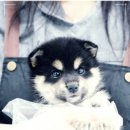 대구강아지분양 도로시펫 이미지