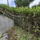 영인면 아산호로 이미지