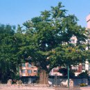 계산동 은행나무 이미지