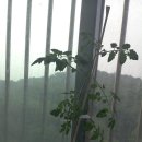 토마토세탁소 이미지