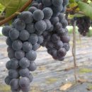 재숙농장 이미지