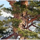 밤나무곡 이미지