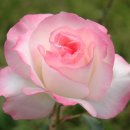 중국어 중급B 이미지