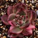 대리석금 이미지