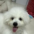러블리펫 | 반려견 소금이의 첫 미용후기