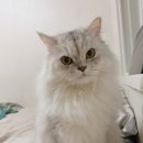 매직 펫 살롱 이미지