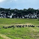 충남농원염소 이미지