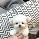 평내동107-5 | 평내동강아지분양 관리하는 펫샵