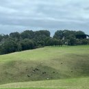 오션동물병원 | [25여름 호주] 멜버른. day 3. 조이투어 그레이트오션로드 투어. 12사도 헬기투어. 호주에서 병원(UCC...