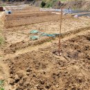 흙뿌리 농장 이미지