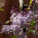 수수꽃다리 이미지