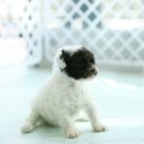 토이파티 이미지