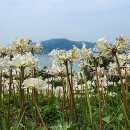 상사화 이미지