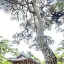 정철환 | 오인교의 전라도누정기행-담양 송강정(松江亭)-2