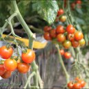 그린농장2 이미지