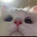 공알못(공모주) 문의 이미지