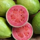 필리핀에서 쉽게 구할 수 있는 구아바(Guava) 효능 알아보기 이미지