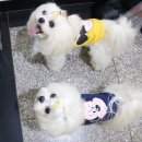 푼타하우스 | 하남 애견카페 푼타하우스 산책로가 있는 애견 운동장