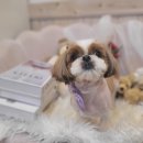 바오펫살롱 이미지