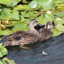 태평양광택 이미지