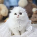 아담스펫강아지&가필드고양이 이미지