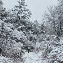 [100대명산] 동강 백운산+동강할미꽃+눈꽃산행 이미지