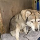 나의 반려견 이미지