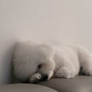 반려동물 애견 미용 이미지