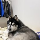 대형견 이발소 이미지