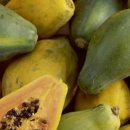 그린파파야 이미지