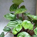 페페로미아 이미지