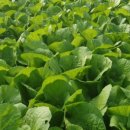 장화농장 이미지