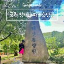 강원도 횡성 가볼만한곳 국립 청태산 자연휴양림 데크 여름 숲 산책 코스 추천