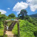 지리산(智異山) 천년 송(千年 松) ＜전라북도 남원시＞ 24/08/19 이미지