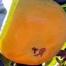 원하농장 이미지