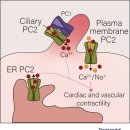 (주)메지온 | 메지온 4. ADPKD Deep Dive 해보기
