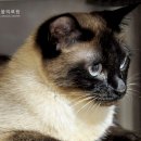 이개 내고양이 이미지