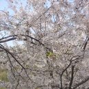 남한산성 벚꽃 이미지