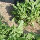 태산농장 이미지