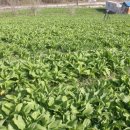 사연농장 이미지