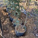 분꽃농장 이미지