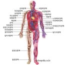 혈액순환(Blood Circulation)이 문제? 이미지