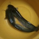 오늘도 장어 이미지