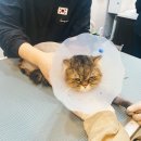 민아네미용실 | 장모종 고양이 무마취 미용 후기, 야옹아 놀자