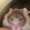 햄스터 (long haired syrian hamster) 이미지