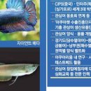 한국관상어