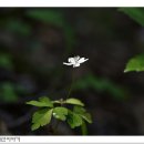 바람꽃